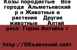 Козы породистые - Все города, Альметьевский р-н Животные и растения » Другие животные   . Алтай респ.,Горно-Алтайск г.